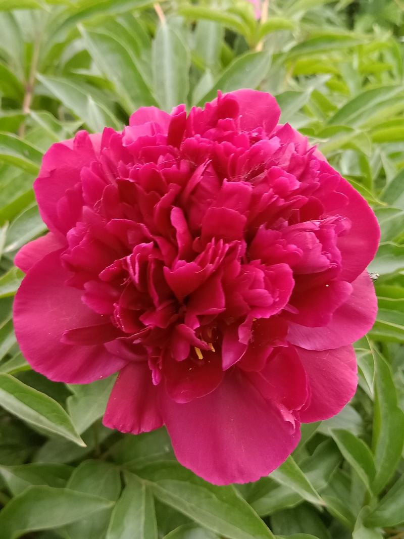 芍药干花花卉盆景观赏芍药重瓣芍药千层花芍药