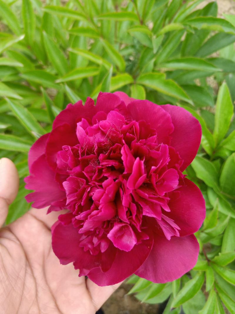 芍药干花花卉盆景观赏芍药重瓣芍药千层花芍药
