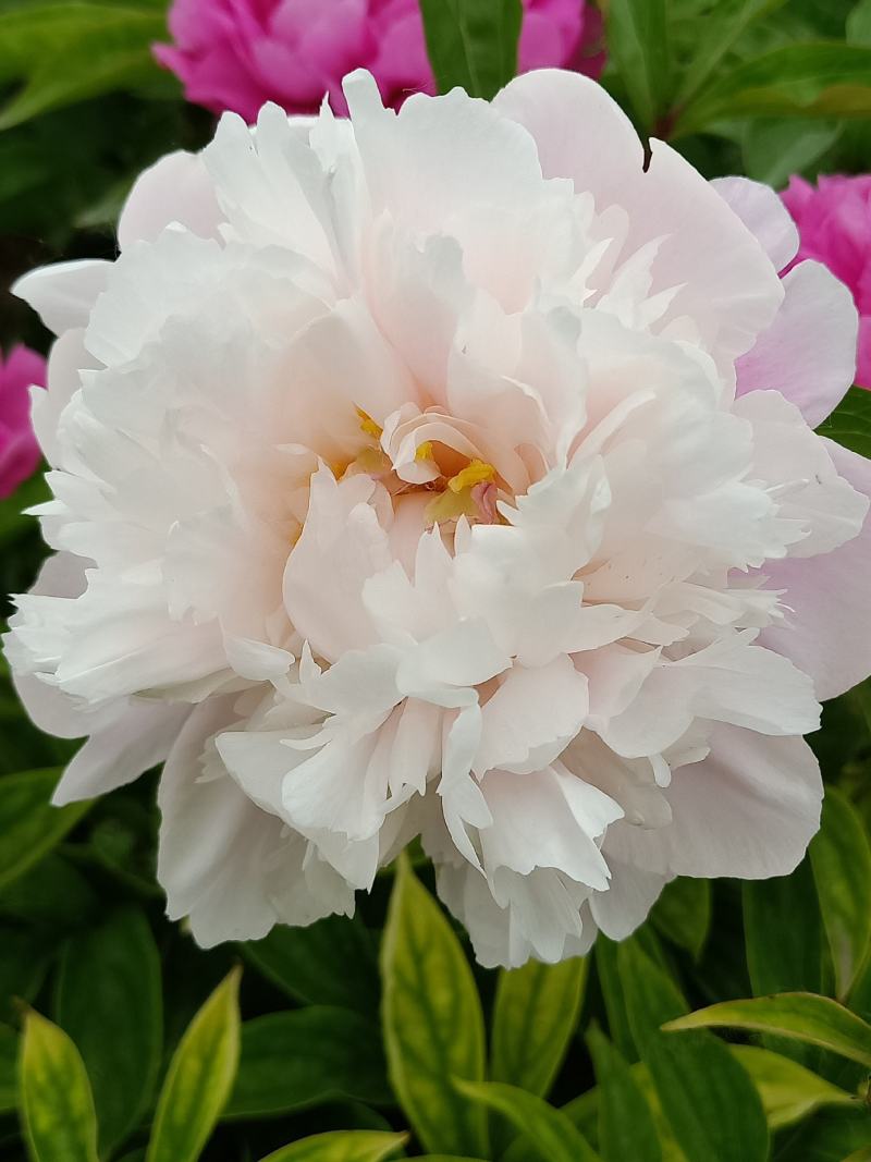 芍药干花花卉盆景观赏芍药重瓣芍药千层花芍药