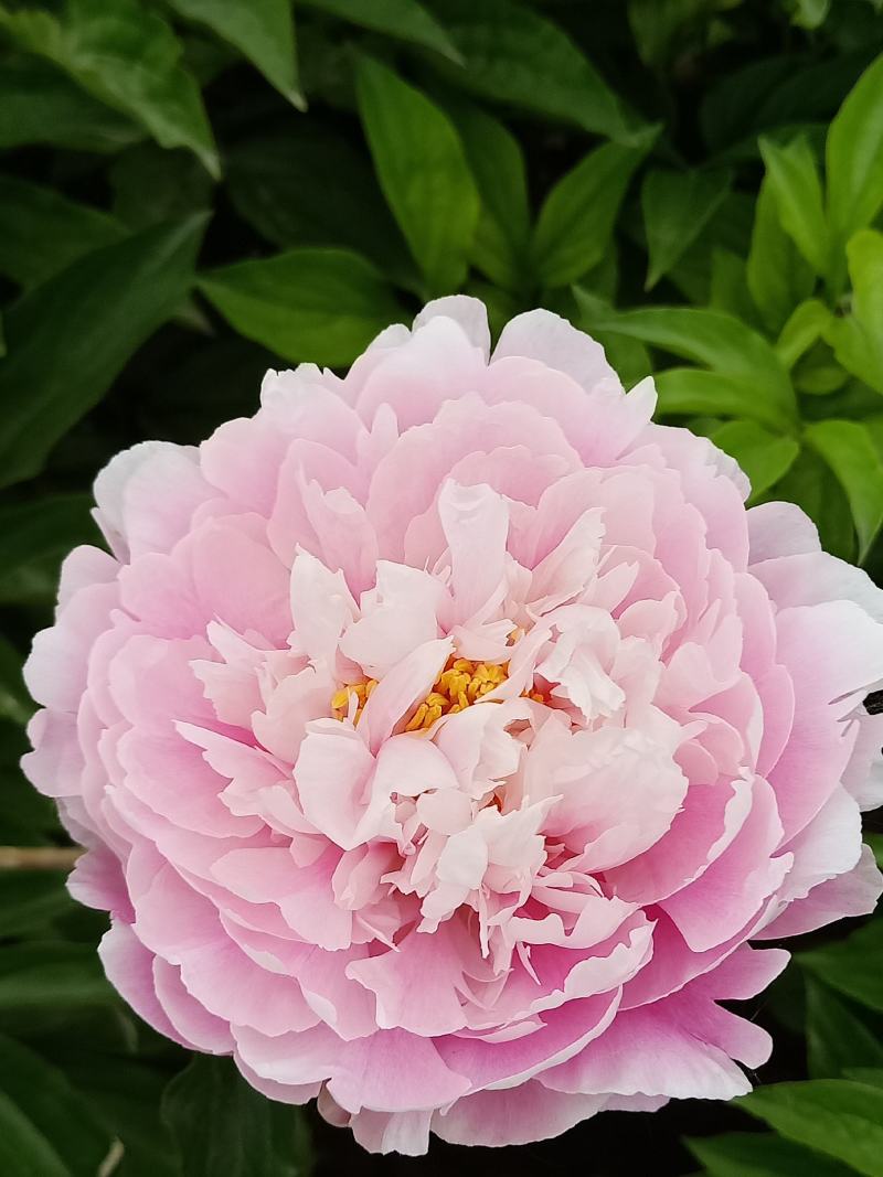 芍药干花花卉盆景观赏芍药重瓣芍药千层花芍药