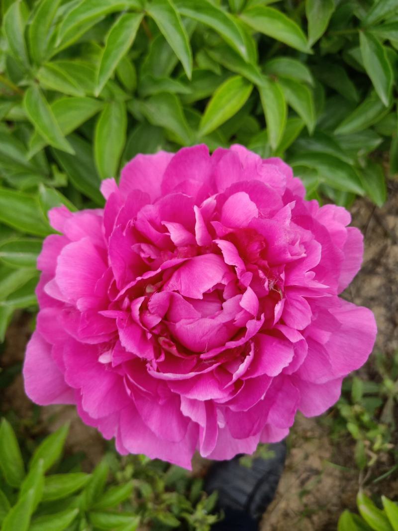 芍药干花花卉盆景观赏芍药重瓣芍药千层花芍药