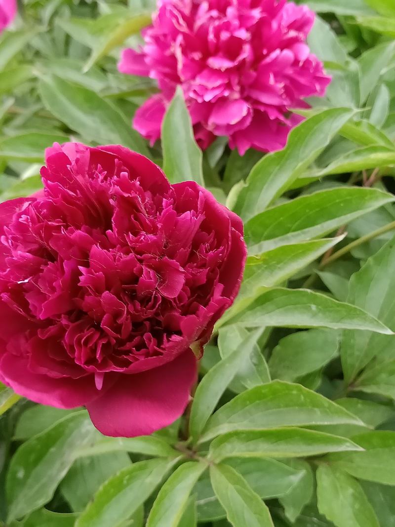 芍药干花花卉盆景观赏芍药重瓣芍药千层花芍药