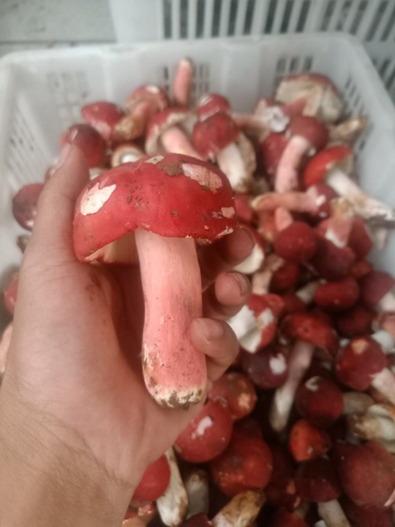 云南普洱大红菌_鲜货_未开伞