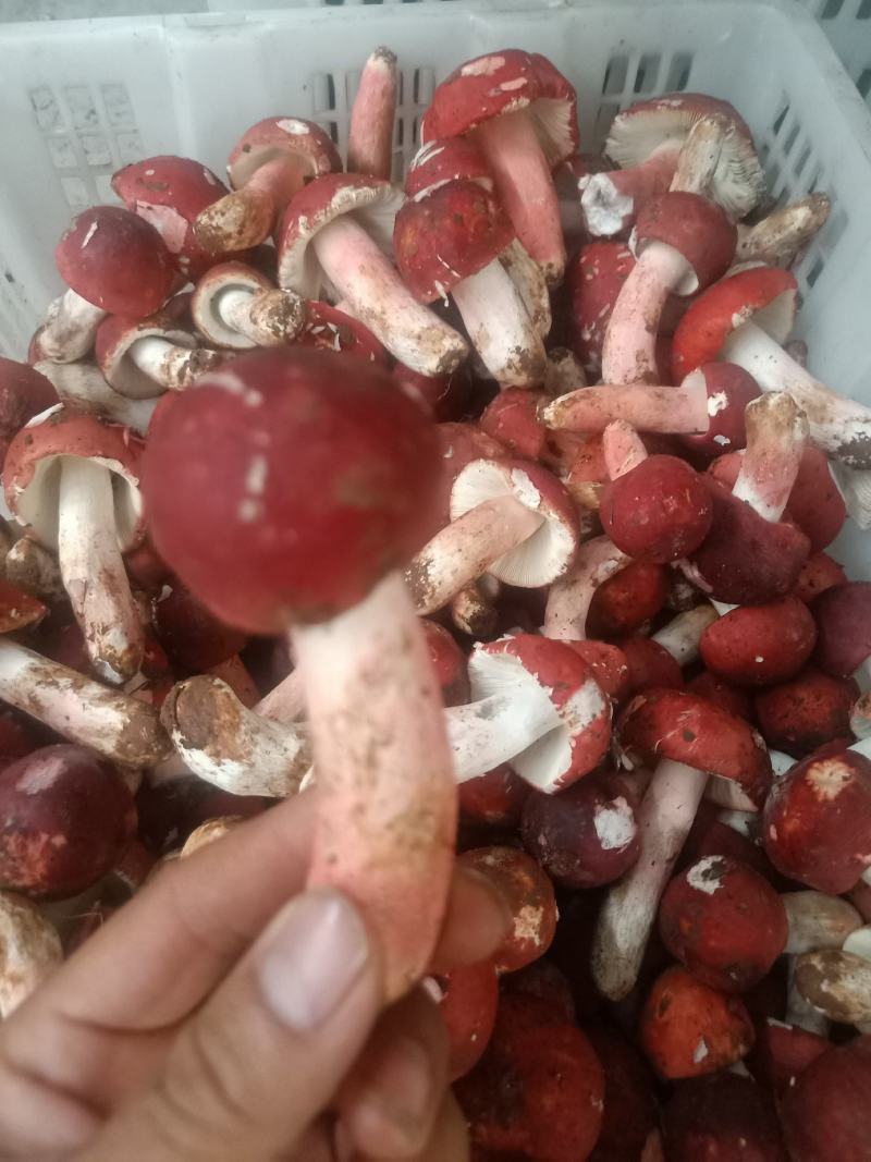 云南普洱大红菌_鲜货_未开伞