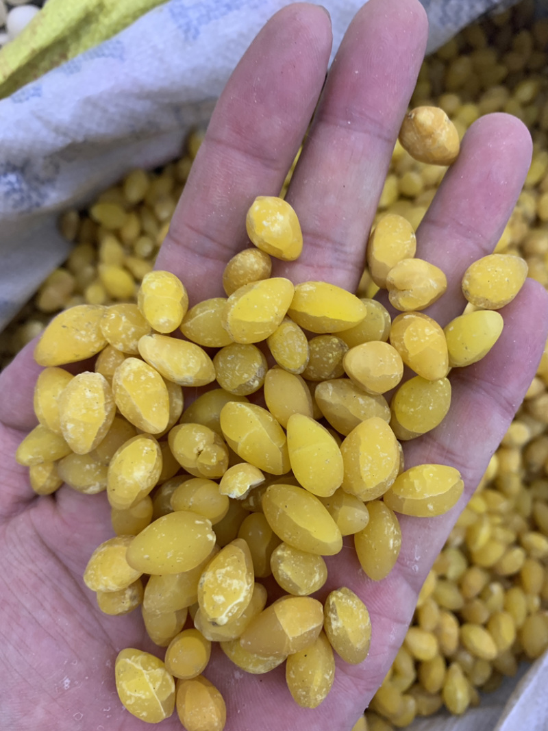 白果白果仁一公斤起批无硫磺熏蒸