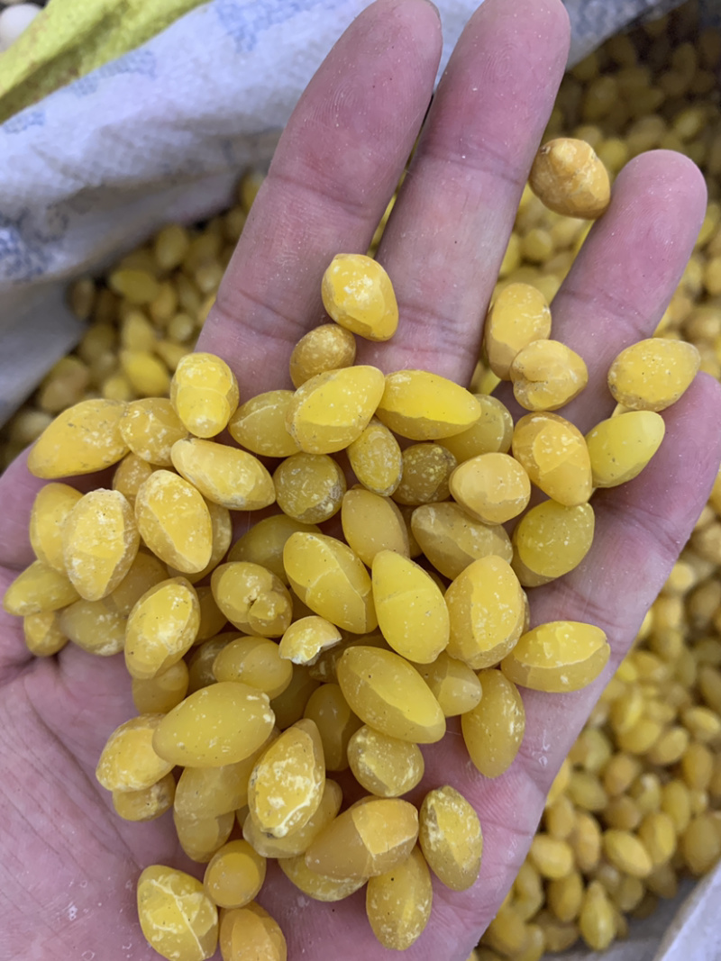 白果白果仁一公斤起批无硫磺熏蒸