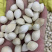 白果白果仁一公斤起批无硫磺熏蒸