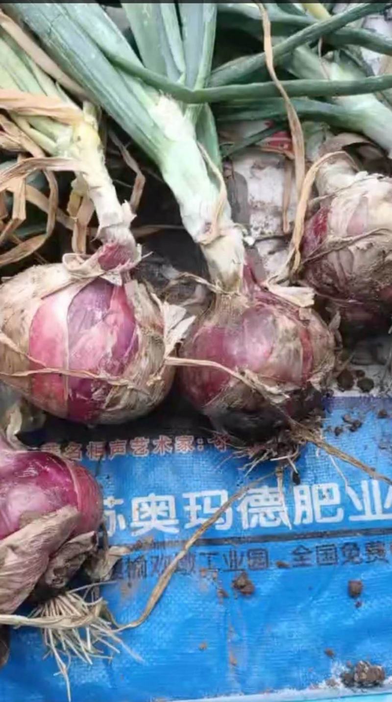 精品洋葱，大量上市！量大从优！欢迎各位老板来电洽谈！