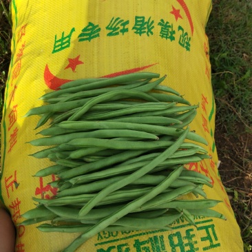 四季豆