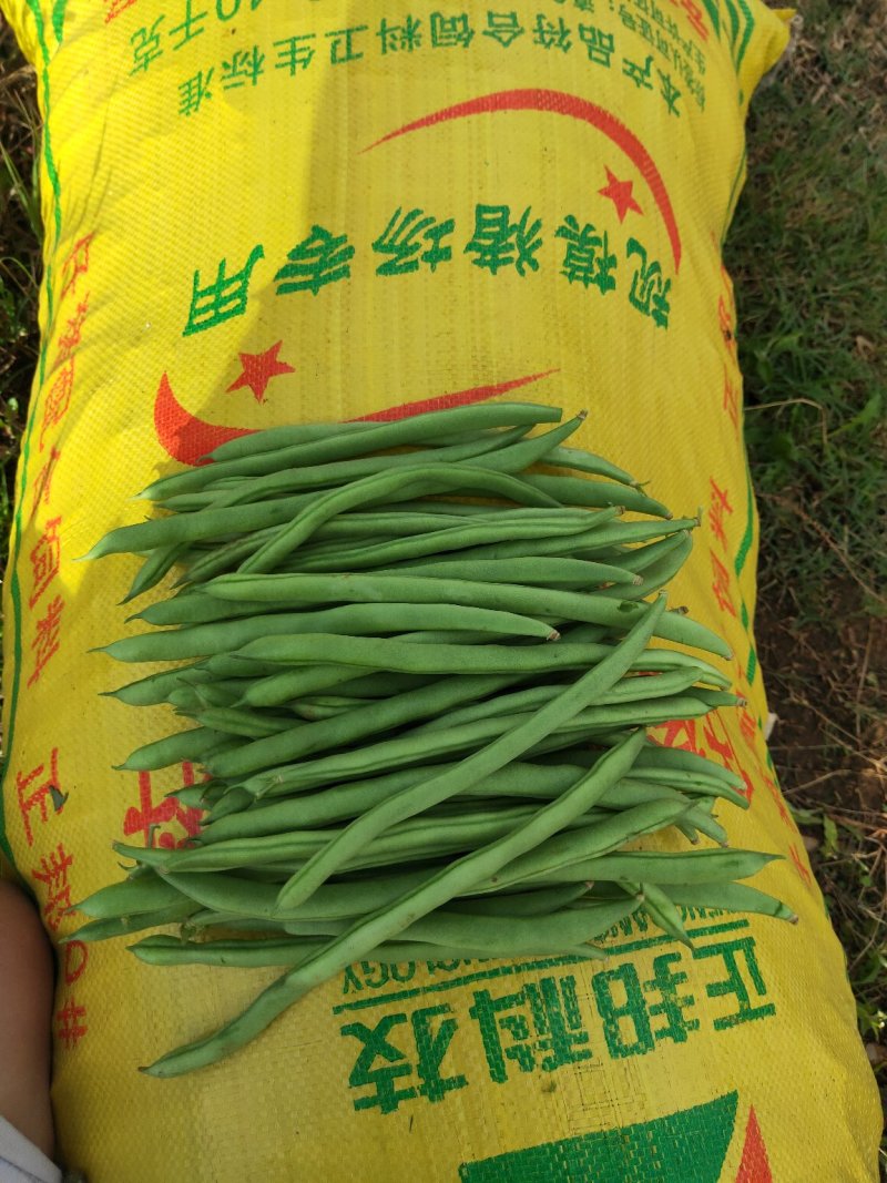 四季豆