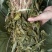 无硫野生正品见血清新鲜干货包邮