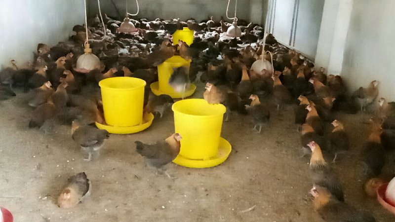 长期批发瑶鸡三黄鸡公母