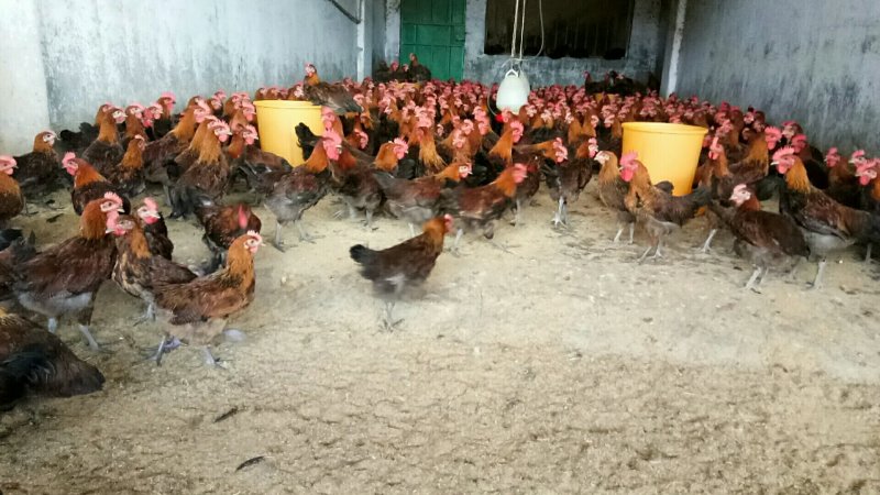 长期批发瑶鸡三黄鸡公母
