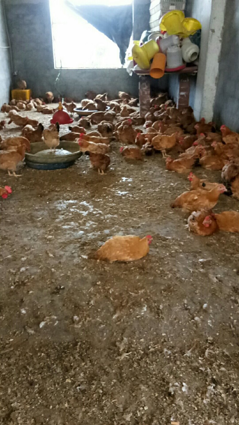长期批发瑶鸡三黄鸡公母