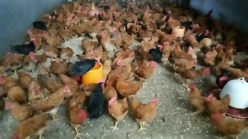 长期批发瑶鸡三黄鸡公母