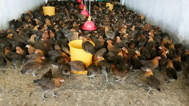 长期批发瑶鸡三黄鸡公母