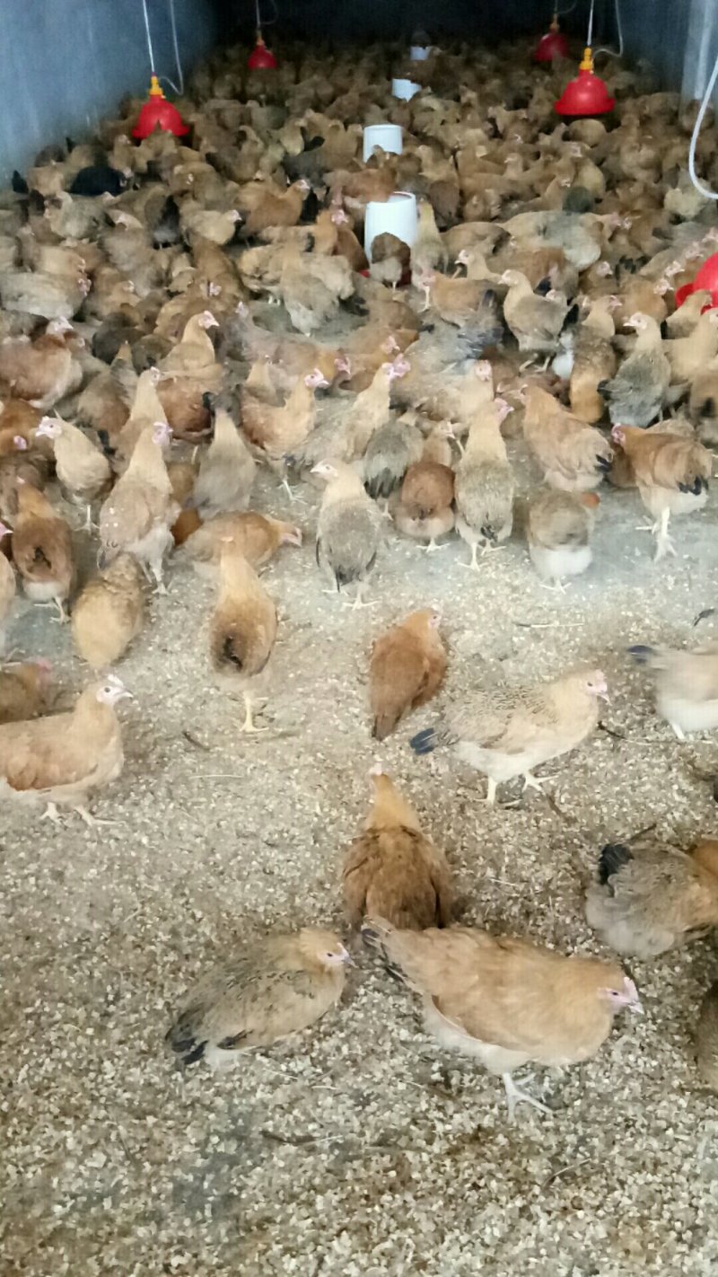 长期批发瑶鸡三黄鸡公母