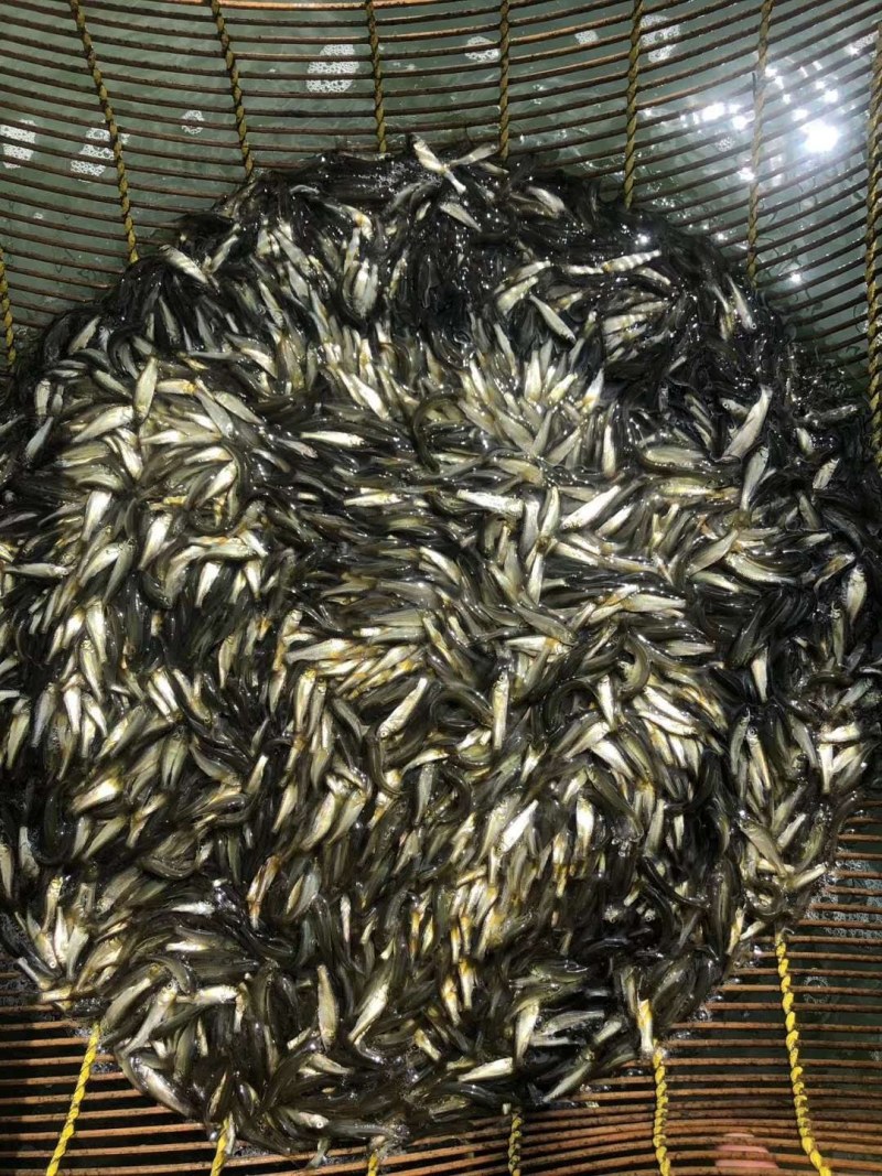 草鱼苗生长快周期短鳞片疏渔场直销量大优惠！