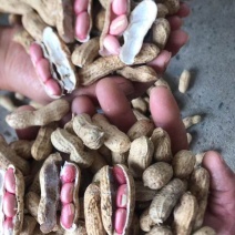 四粒红鲜花生，纯沙地鲜花生，白皮红果，量大从优