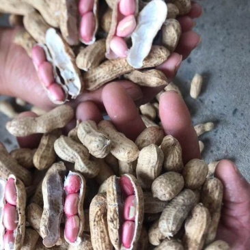 四粒红鲜花生，纯沙地鲜花生，白皮红果，量大从优