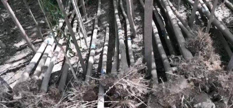 占地丝棉木宁夏量大价格美丽