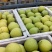 【梨】精品皇冠梨6两以上，一手货源皮薄多汁供应全国