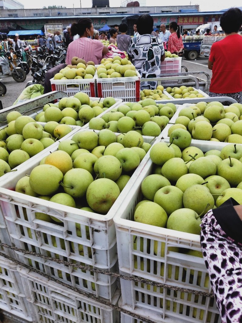 【梨】精品皇冠梨6两以上，一手货源皮薄多汁供应全国