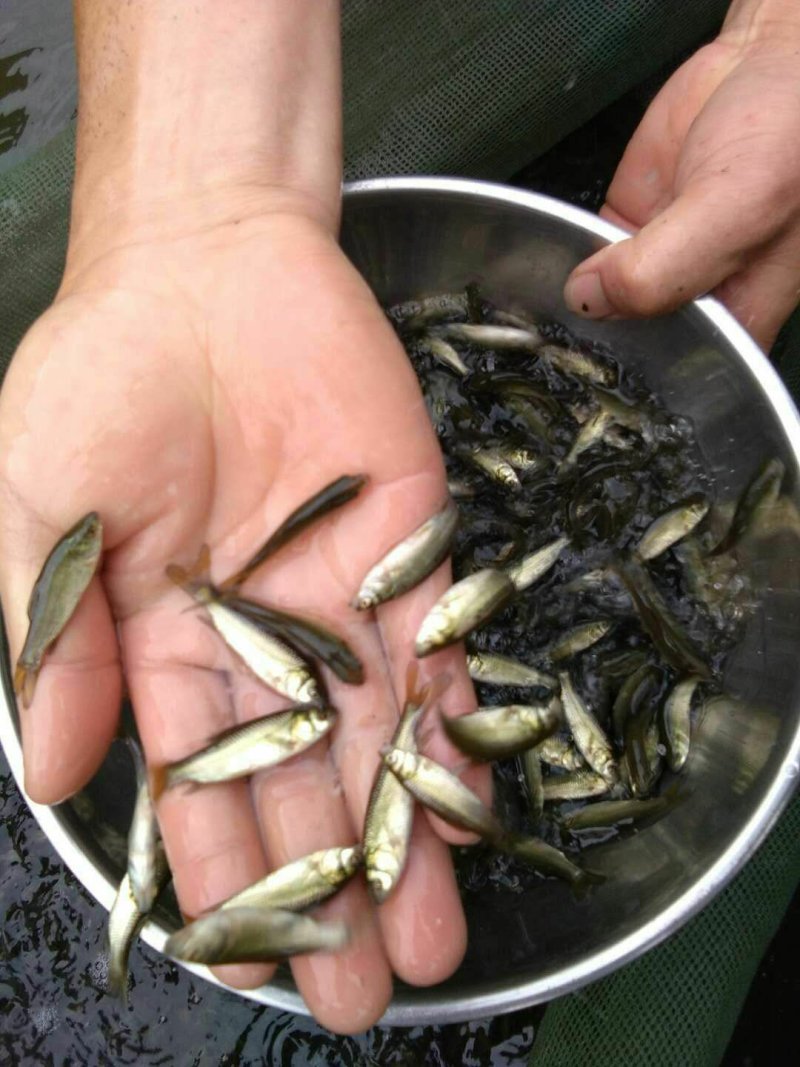草鱼苗，广草鱼苗，长势快，成活高，量大从优，欢迎各位订购