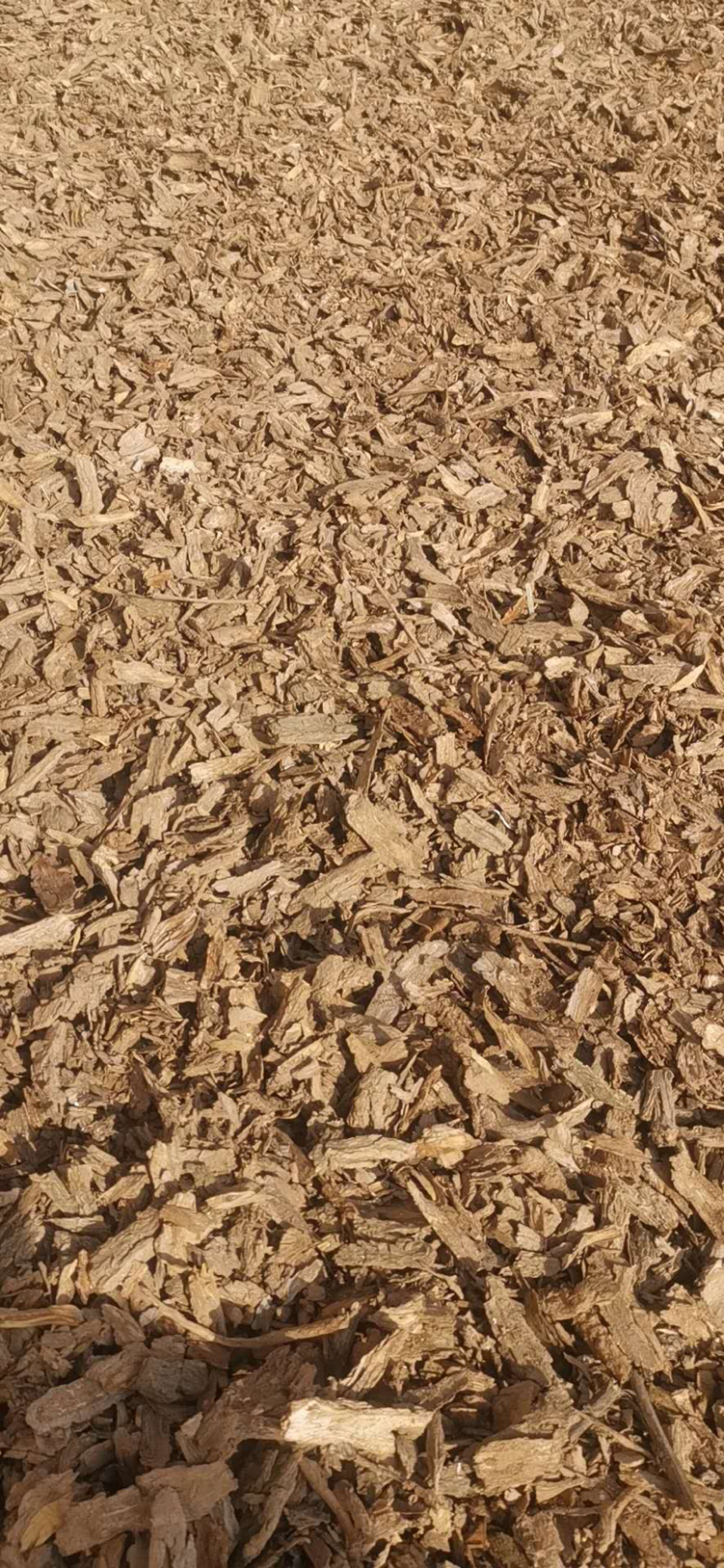 地骨皮产地大货供应家种地骨皮