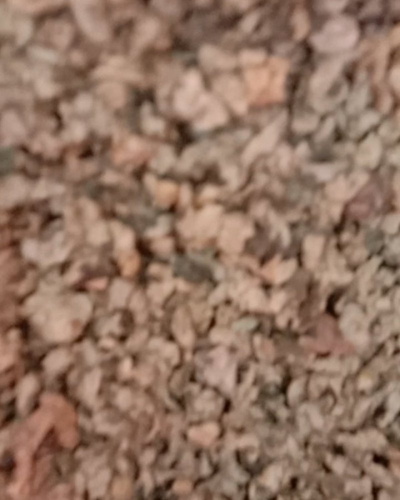 荷叶，常年批发供应各种规格湖北无硫荷叶丝
