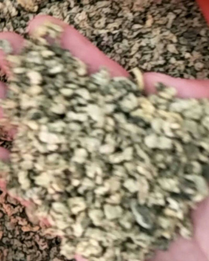 荷叶，常年批发供应药食，两用中药材