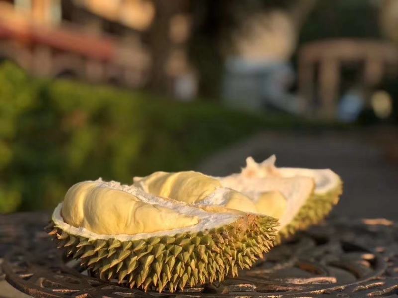 猫山王榴莲，口感香甜软，皮薄肉多，批发，一件代发欢迎咨询