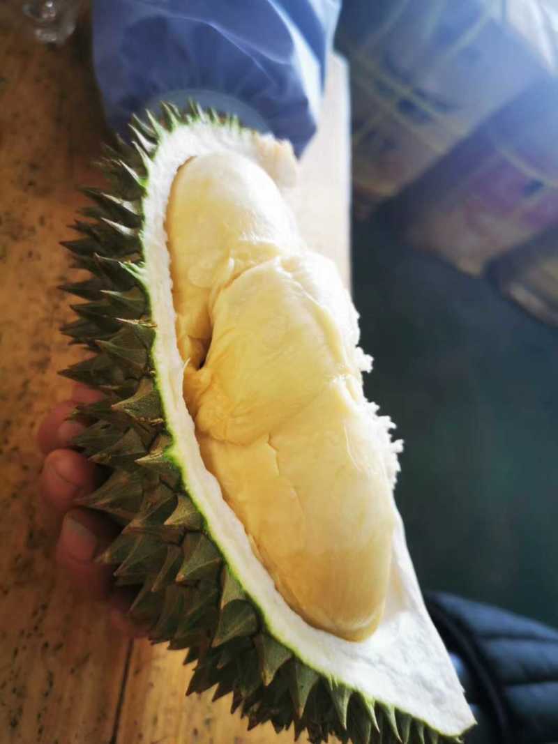 猫山王榴莲，口感香甜软，皮薄肉多，批发，一件代发欢迎咨询