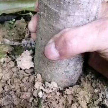金煌芒果大苗（4.5.6公分）