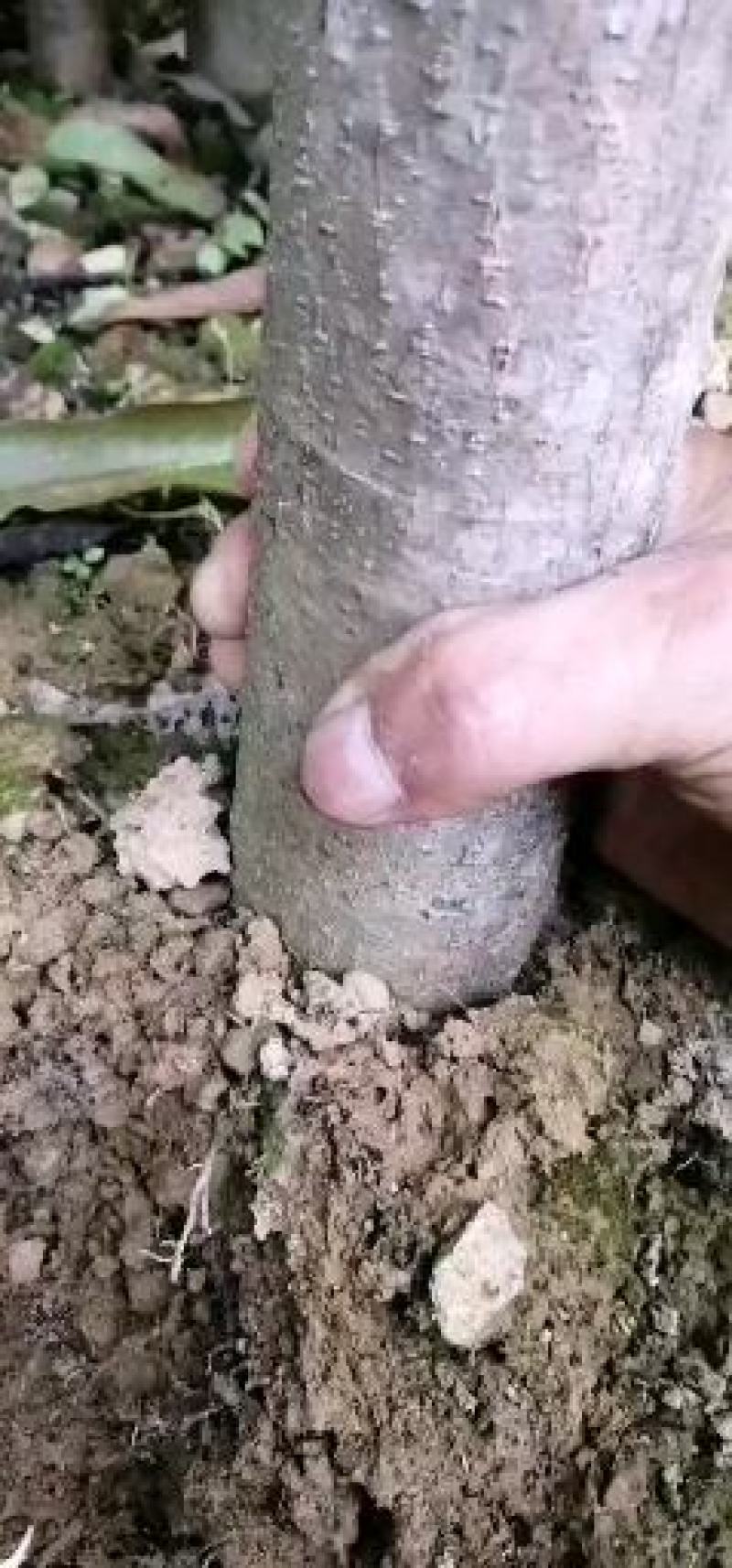 金煌芒果大苗（4.5.6公分）