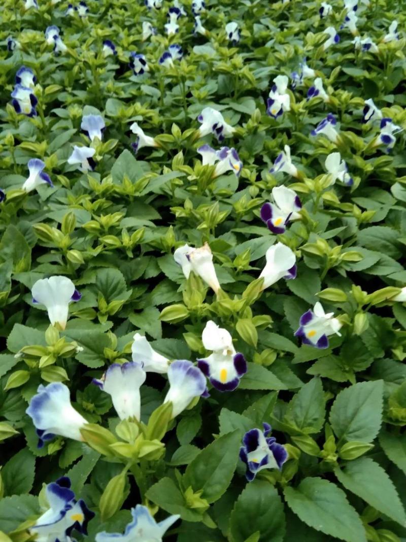 山东临沂莒南草花种植合作社各种绿化草花质优价廉