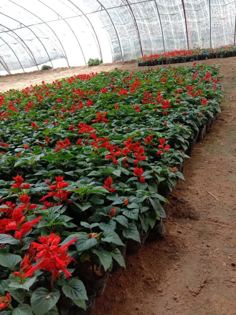 山东临沂莒南草花种植合作社各种绿化草花质优价廉