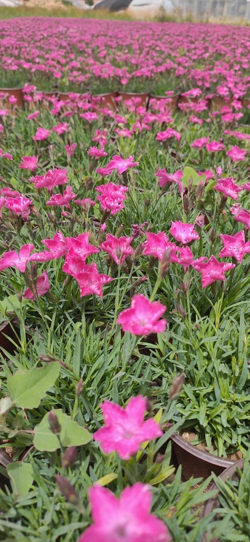 山东临沂莒南草花种植合作社各种绿化草花质优价廉
