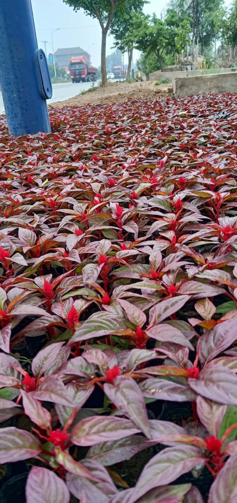 山东临沂莒南草花种植合作社各种绿化草花质优价廉