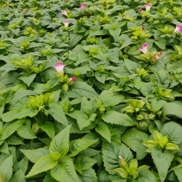 山东临沂莒南草花种植合作社各种绿化草花质优价廉
