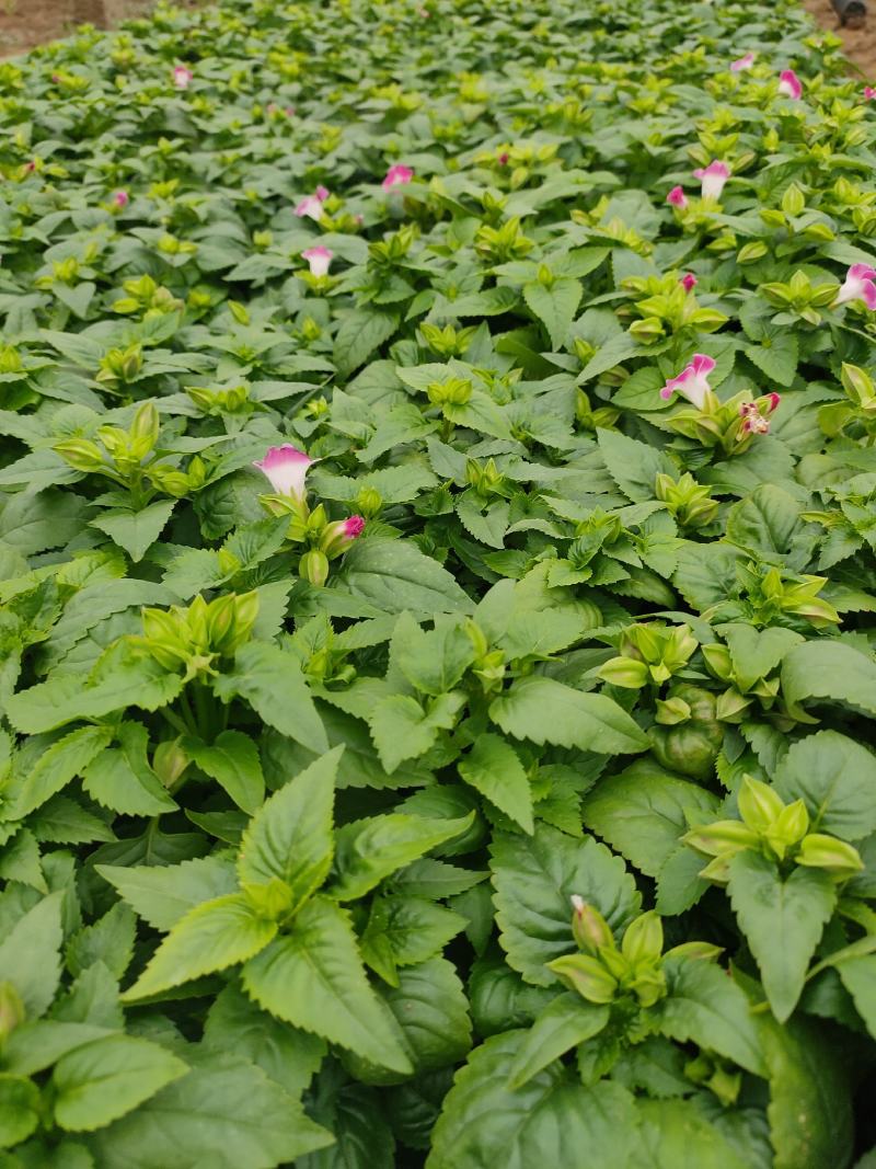 山东临沂莒南草花种植合作社各种绿化草花质优价廉