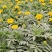 山东临沂莒南草花种植合作社各种绿化草花质优价廉