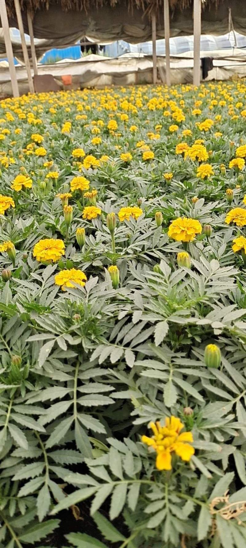山东临沂莒南草花种植合作社各种绿化草花质优价廉