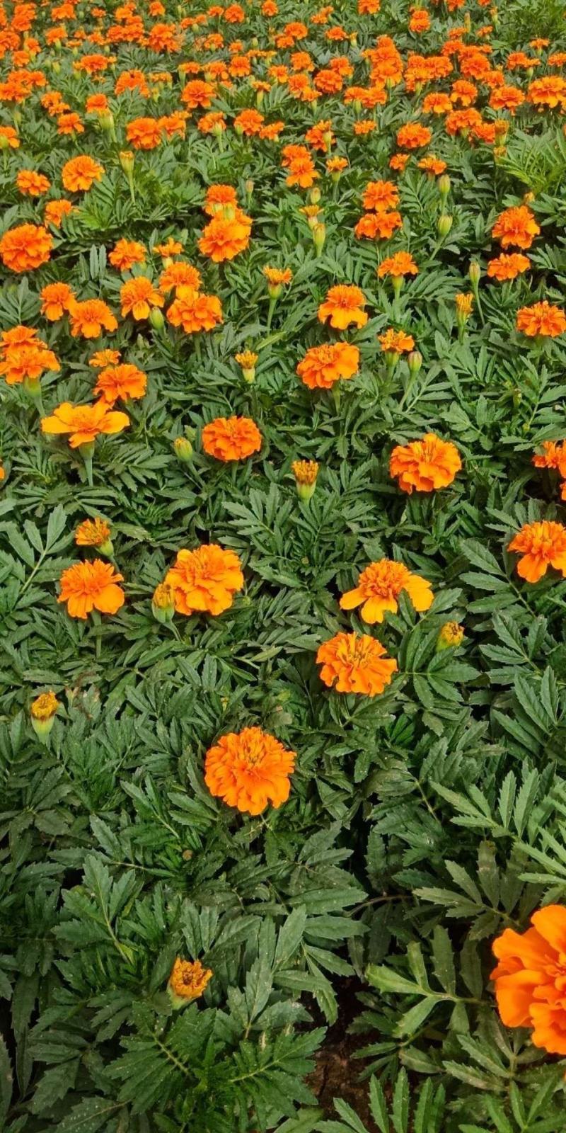山东临沂莒南草花种植合作社各种绿化草花质优价廉