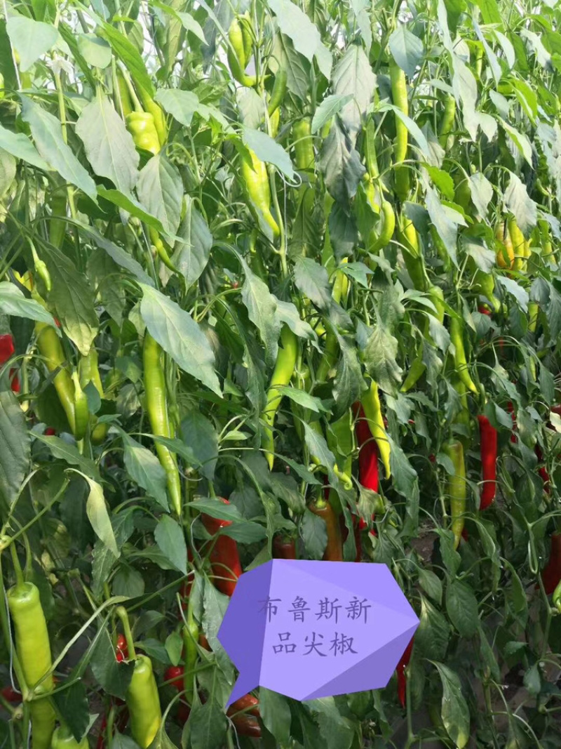 辣椒尖椒种子荷兰安莎5688红尖椒坐果多果型直耐寒