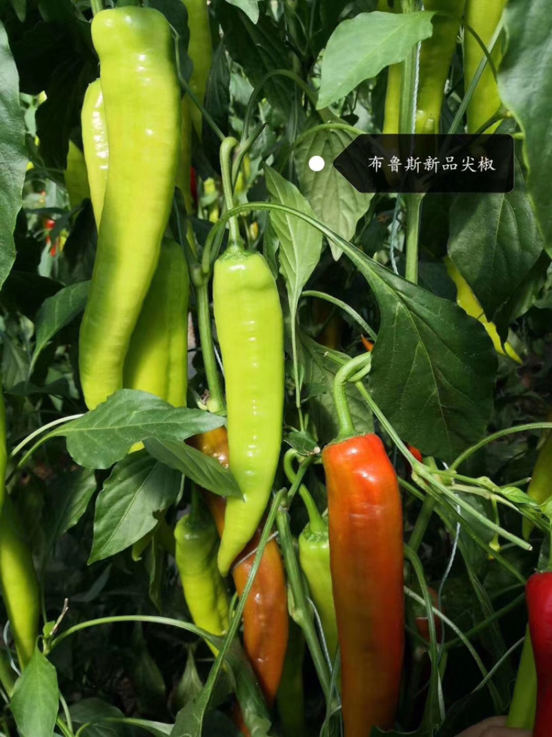 辣椒尖椒种子荷兰安莎5688红尖椒坐果多果型直耐寒