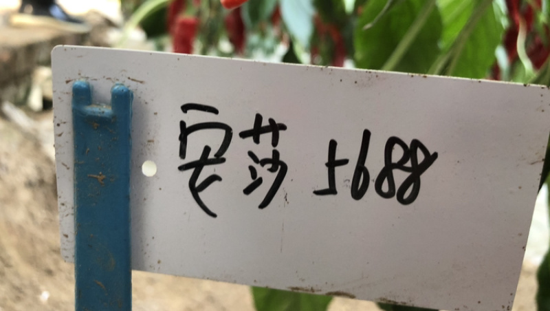 辣椒尖椒种子荷兰安莎5688红尖椒坐果多果型直耐寒