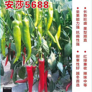 辣椒尖椒种子荷兰安莎5688红尖椒坐果多果型直耐寒