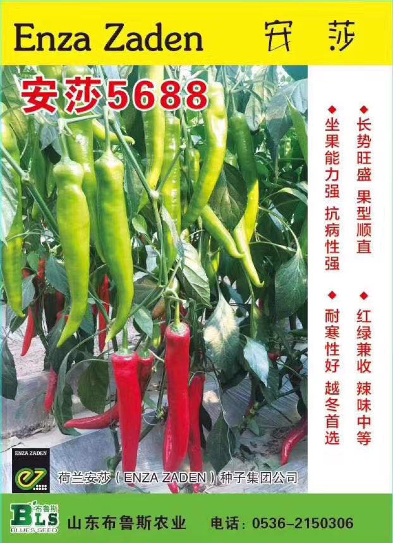 辣椒尖椒种子荷兰安莎5688红尖椒坐果多果型直耐寒