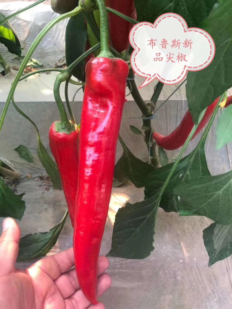 辣椒尖椒种子荷兰安莎5688红尖椒坐果多果型直耐寒